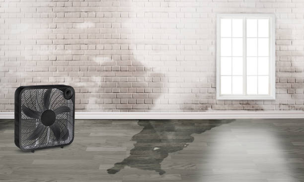 Best Professional water damage repair  in Du Quoin, IL